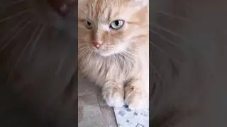 С самого утра только и слышно - мама, где мои носки...