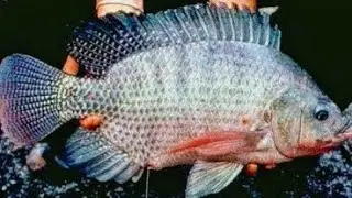 mancing ikan nila besar di rawa || umpan cacing || Best fishing Hd
