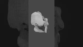 Gorilla Skull Wireframe Turntable