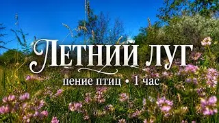 Пение Птиц на Летнем Лугу — Звуки Природы для Релаксации и Отдыха