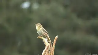 Piecuszek / Willow warbler (Phylloscopus trochilus)