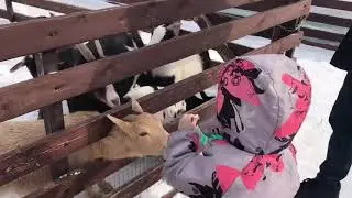 Полина кормит животных в контактном зоопарке