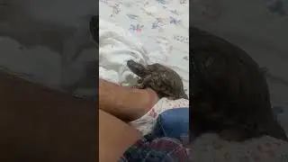 🐢🌟 Meet Terry the Turtle! 🌟🐢