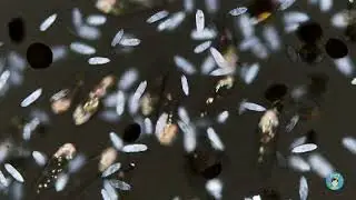 Single-celled Stars