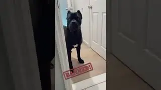 Power💪 of Cane Corso Dog 🥵Cane Corso Banned in .. 