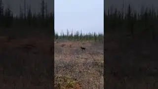 Медведь мог найти бедного оленёнка который заблудился и не знал куда бежать.