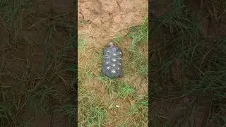 TEM TRATAMENTO PARA O PIRAMIDISMO?🤔🐢