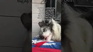 Only real dog owners willl know the lip smacking thing iykyk #funnydog #dogmom #dogs