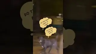 Is it legal to feed stray dogs? 