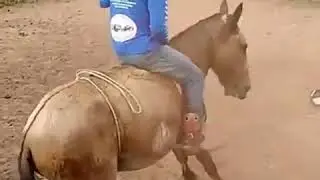 лошади приколы