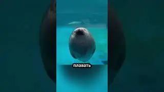 Почему тюлени хлопают себя по животу? 🤔 