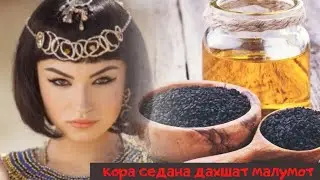шифо кора седана фойдаси