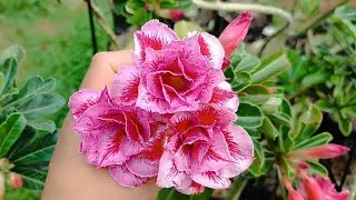 ROSA DO DESERTO BLACK LOVE , CANDECE , VÊNUS , POLARES E MUITO MAIS LINDONAS AQUI NO JARDIM 🥰🤩🏡