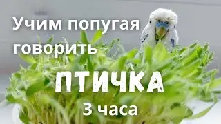 Учим попугая говорить 