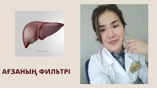 Бауыр қызметі, Бауыр ағзаның фильтрі
