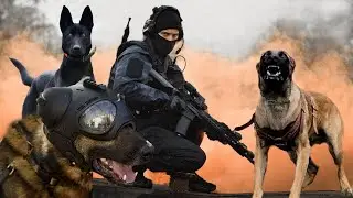 MGA ASONG GINAGAMIT NA POLICE DOG | MILITARY DOG DAHIL SA KANILANG KATAPANGAN AT KATALINUHAN