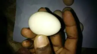Amazing fact to find male and female eggs