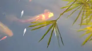 Прозрачность воды.