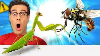 SORPRENDENTE MANTIS vs MOSCA 🤯 No Creerás Lo Que Pasó!