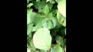 ants 2