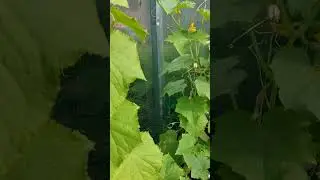 огурчики