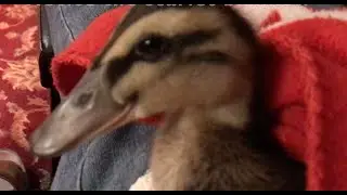 Gizmo the Rouen House-Duckling