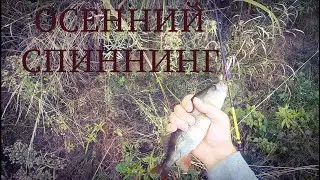 Осенняя рыбалка на спиннинг! Судак Окунь на отводной!! Собираем Грибы. Рыбалка на Березине. Беларусь