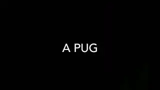a pug