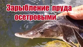 Stocking the pond with sturgeon