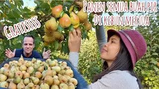 HARVESTING ALL THE PEARS IN MY IN-LAW'S GARDEN || FINISHING 2 TREES UNTIL THEY ARE FINISHED