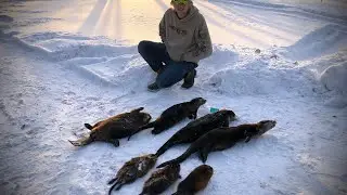Michigan trap line part #3 otter, beaver, and muskrat trapping