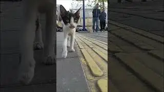 Catzilla #cat #catkucing #babyanimal #catlover #kucingabuabuyanglucu #babycat