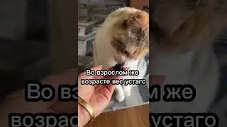 Какой вес нормален для кошек?🤔 