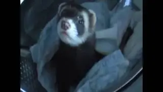 Ferret sleeping