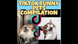 Tiktok Funny Cute Pets Compilation