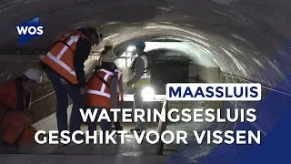 Renovatiewerkzaamheden aan Wateringsesluis in Maassluis