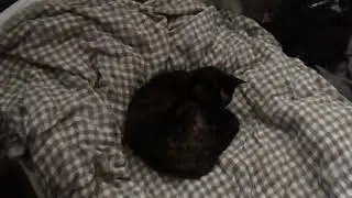 3 Nice Kitties