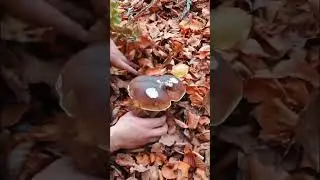 BOLETUS EDULIS 2023😎 #hayedo #boletus  #funghiporcini