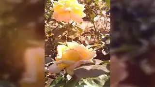 Роза Глория Дей в моем саду август 2020 Rosa Gloria Dai