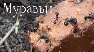 Это видео я хотел сделать о крапиве…