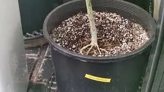 Day 29 Dreamlato #southbaygenetics
