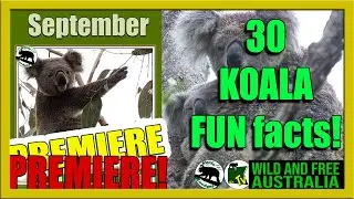 PREMIERE 30 FUN KOALA FACTS to watch together!