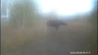 Лось в утреннем тумане.