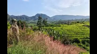 memandang alam