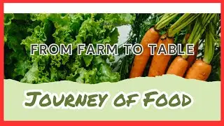 Journey of Food From Farm to Table