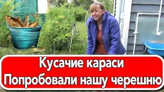 Кусачие караси Попробовали нашу черешню