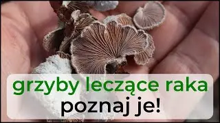 Grzyby leczące raka - Mit czy prawda?