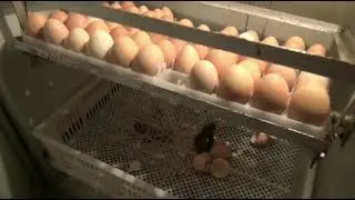Первые цыплята