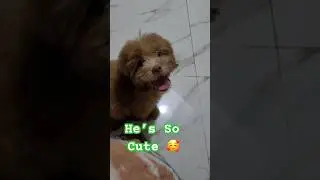 The Puppy Is So Cute 