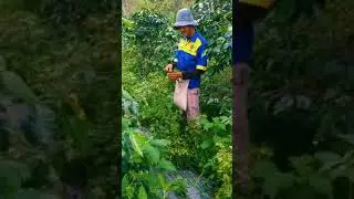 hasil panen cabai rawit